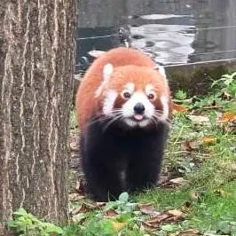 chat with ai character: reda (red panda)