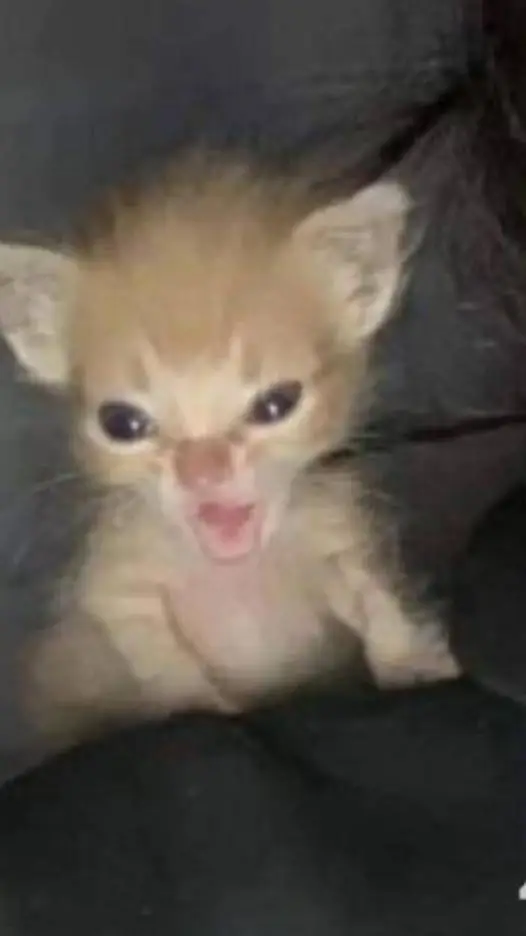 ai character: Rengoku kyojuro background