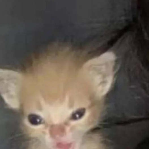 chat with ai character: Rengoku kyojuro