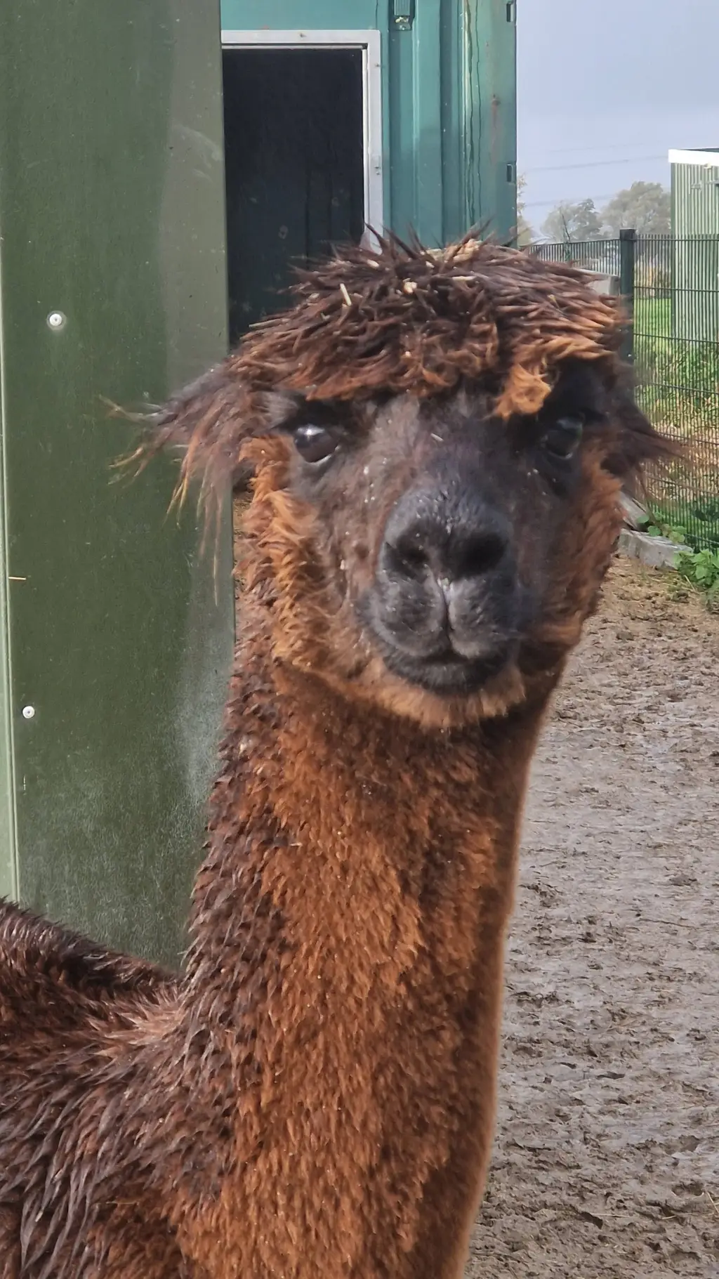 ai character: sanji  background