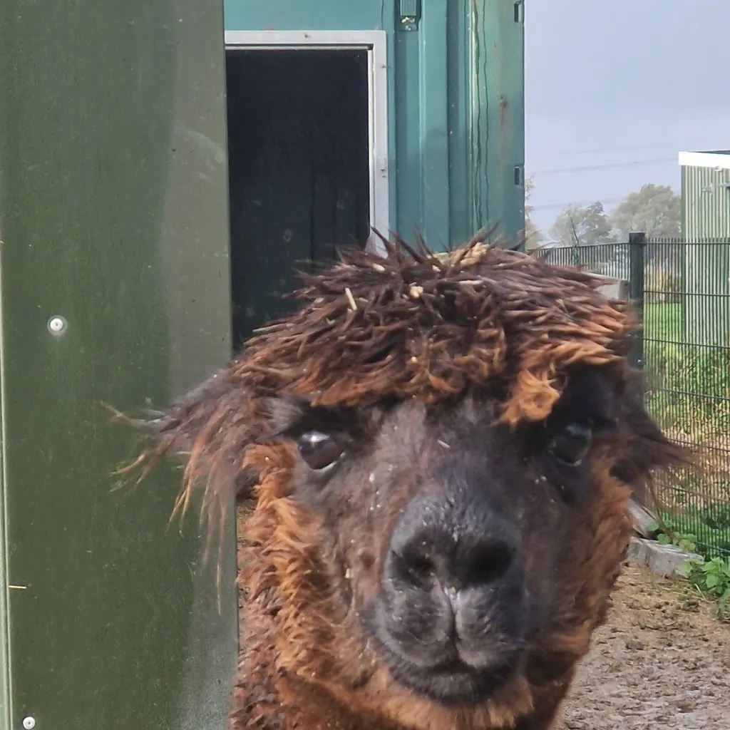 chat with ai character: sanji 