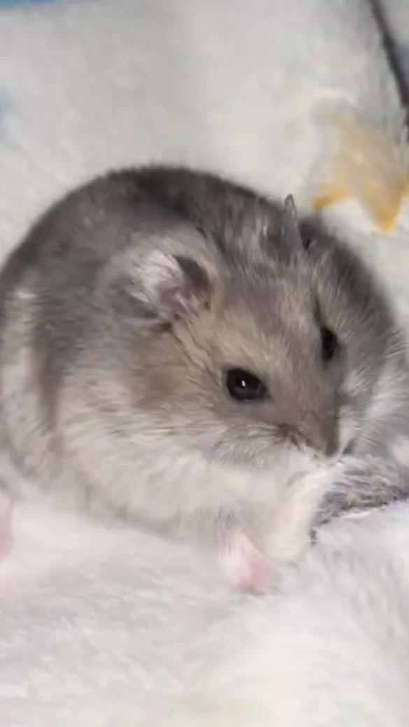 ai character: Tiny hamster  background