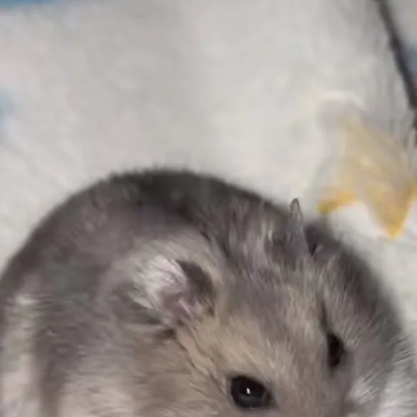 chat with ai character: Tiny hamster 