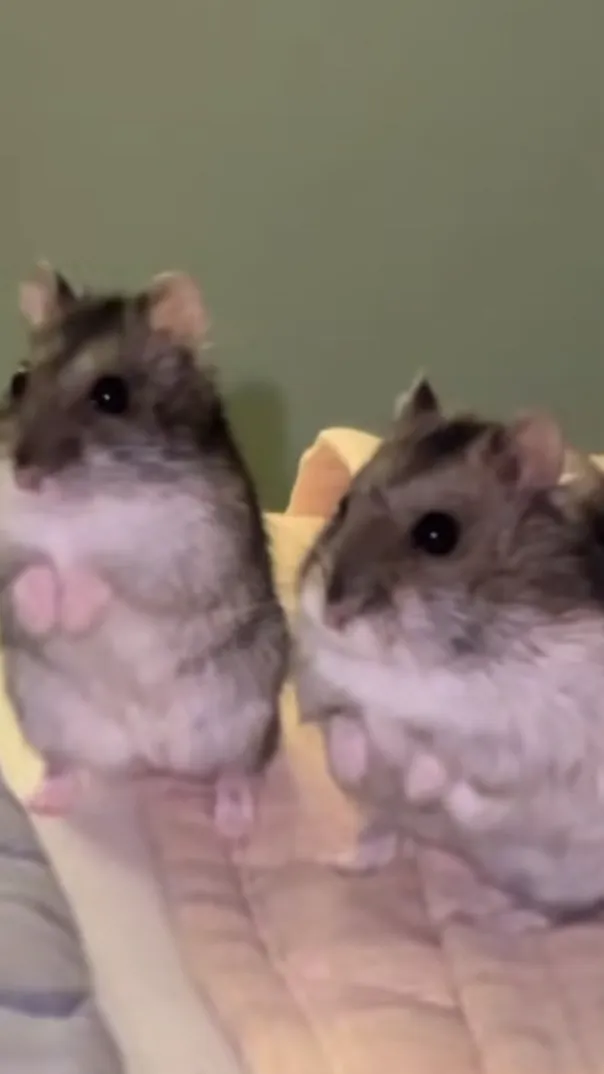 ai character: Two tiny hamsters  background