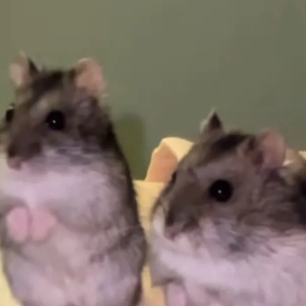 chat with ai character: Two tiny hamsters 