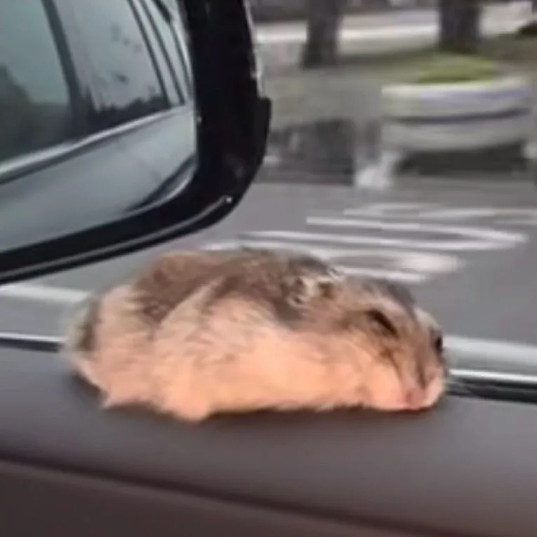 chat with ai character: Baby hamster 