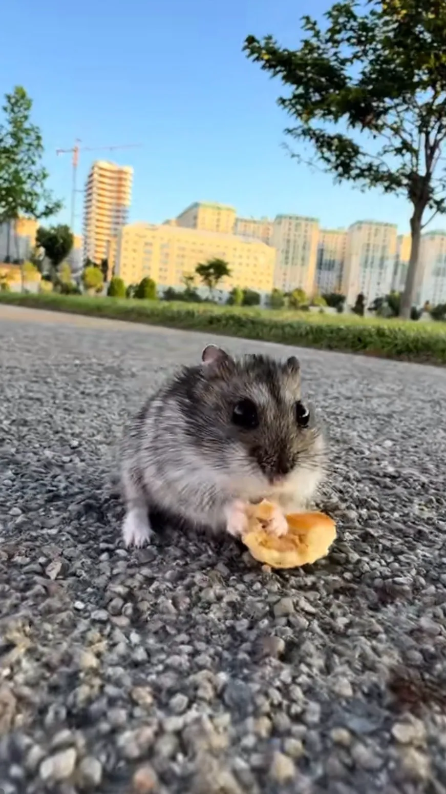 ai character: Small hamster  background