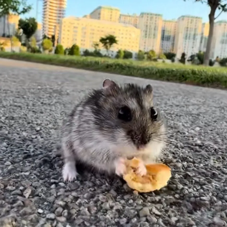 chat with ai character: Small hamster 