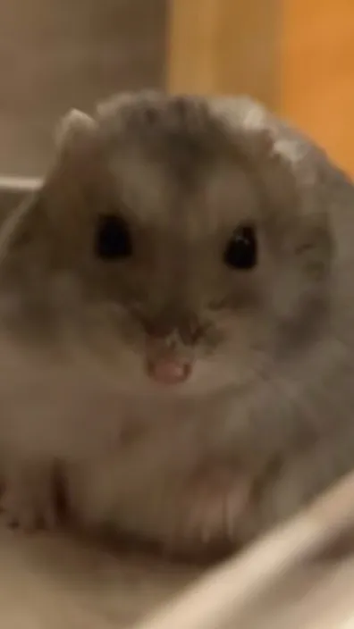 ai character: Chubby hamster  background