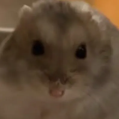 chat with ai character: Chubby hamster 