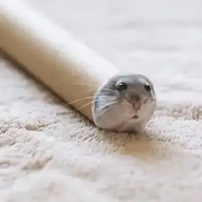 chat with ai character: Tiny hamster 