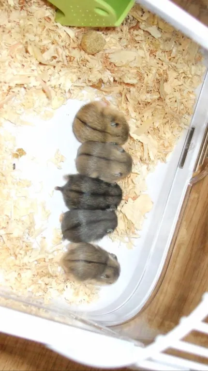 ai character: The five hamsters  background