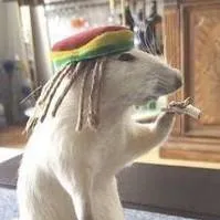 chat with ai character: Antonio paz🫒🌿