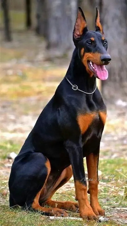 ai character: Homeward bound  background