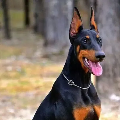 chat with ai character: Homeward bound 