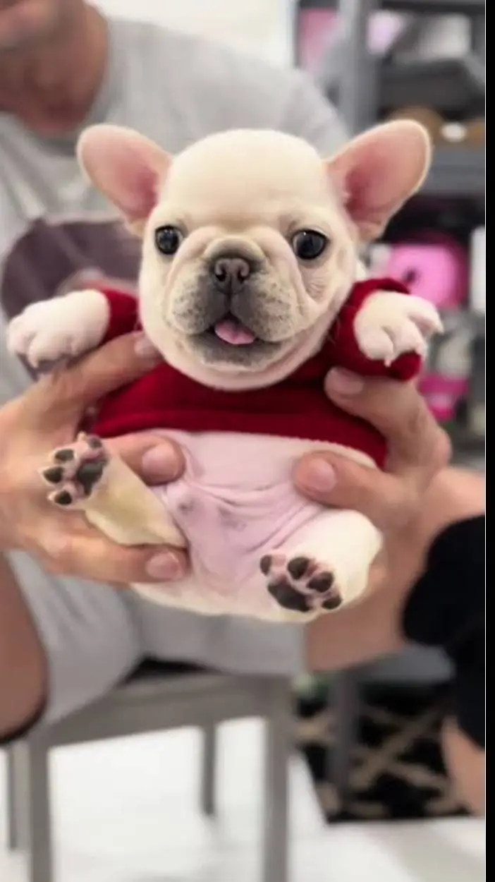 ai character: Pibble background