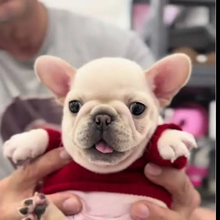 chat with ai character: Pibble