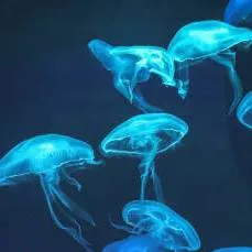 chat with ai character: circuit !