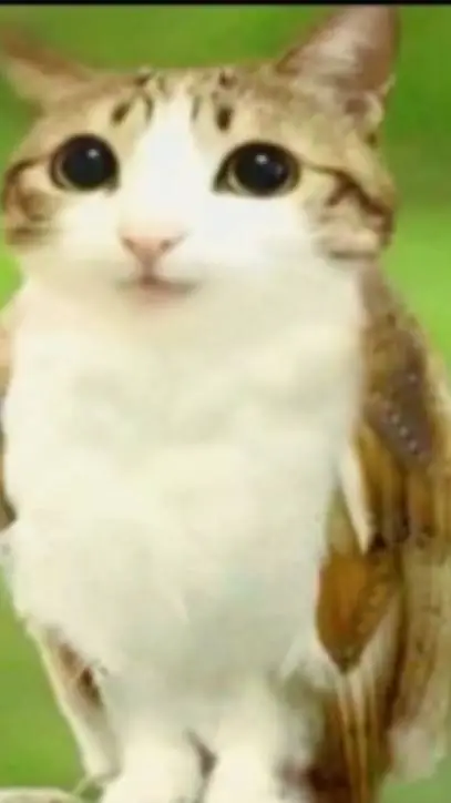 ai character: Meowl background