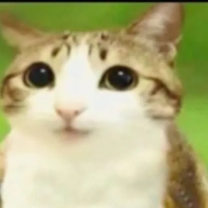 chat with ai character: Meowl