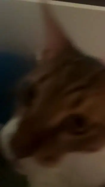 ai character: Hudi background