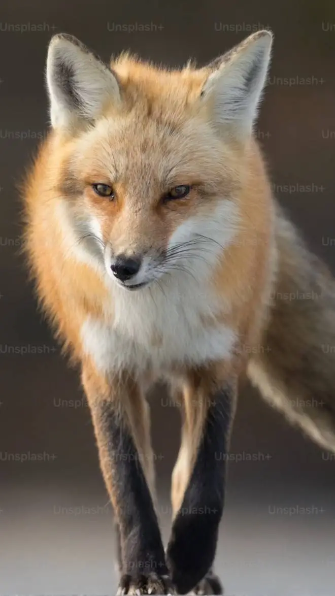 ai character: Rainel fox background