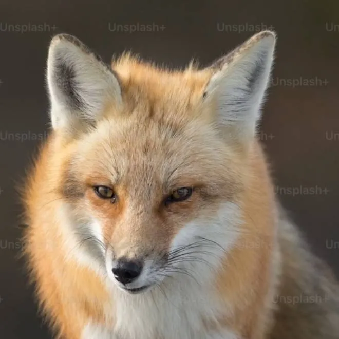chat with ai character: Rainel fox