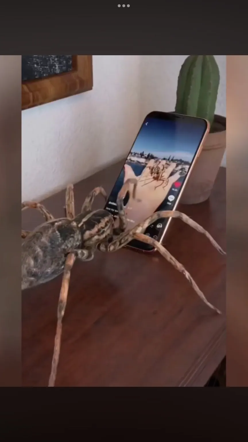 ai character: Spider on phone  background
