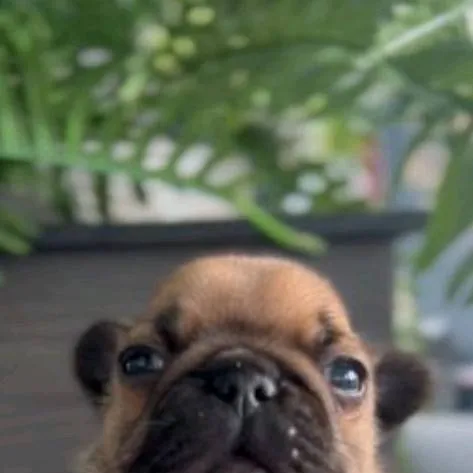 chat with ai character: pibbel caprichoso