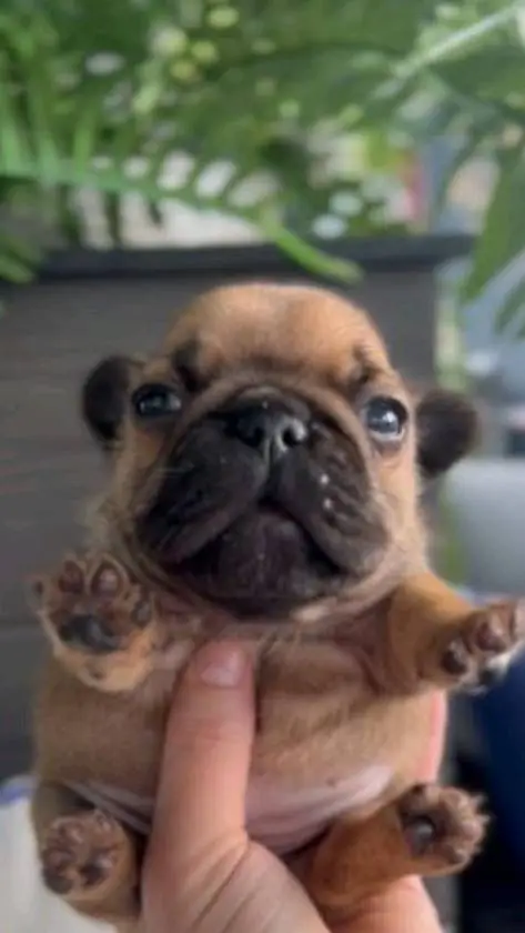 ai character: pibbel caprichoso background