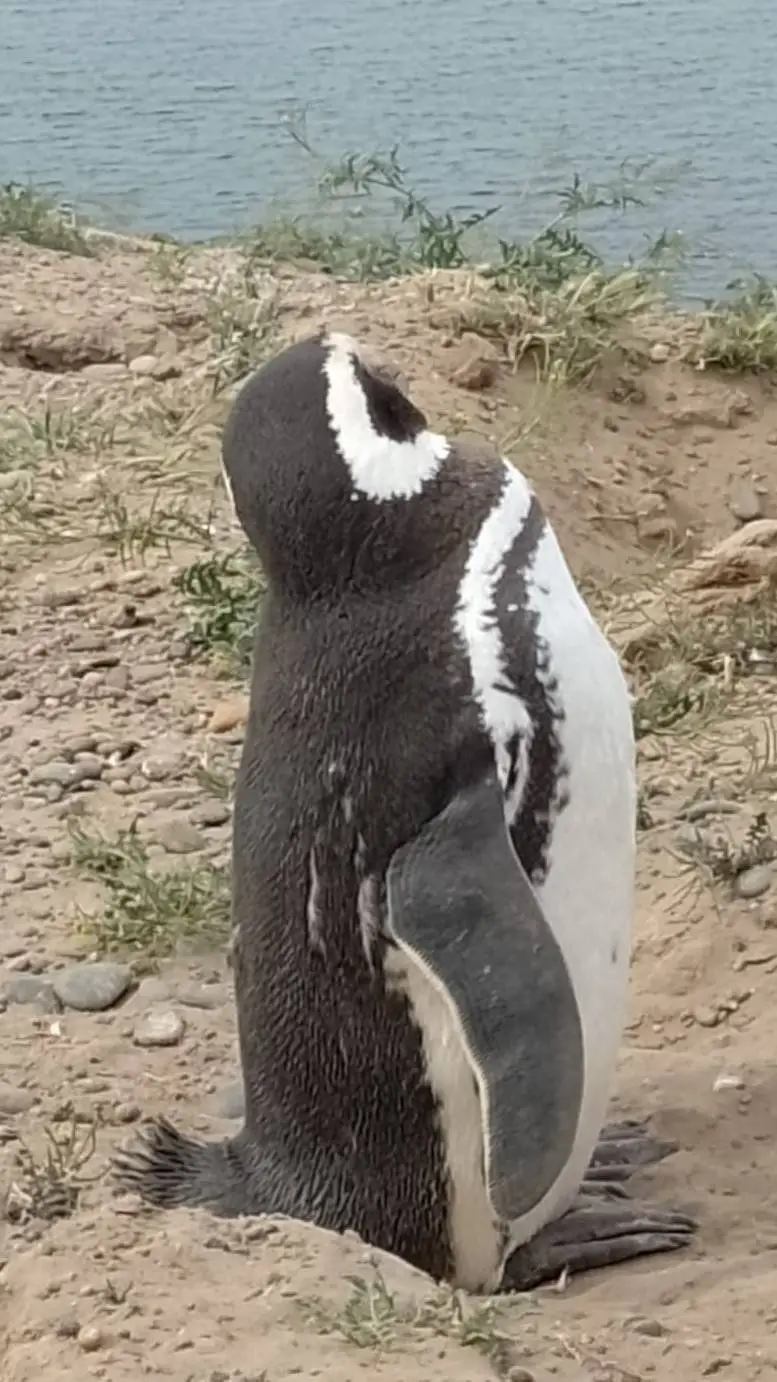 Talkie AI - Chat with pingüino