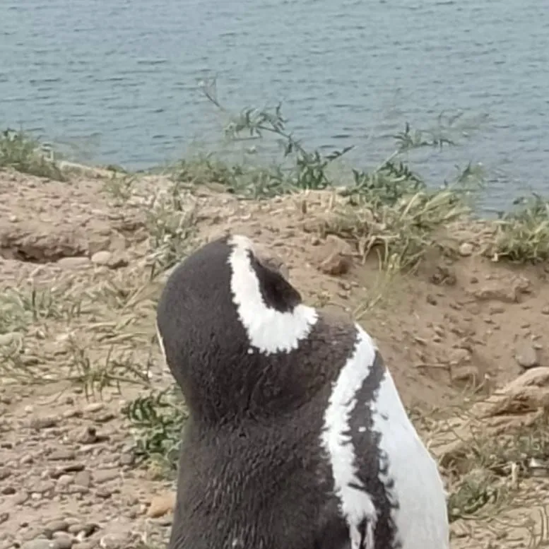 chat with ai character: pingüino