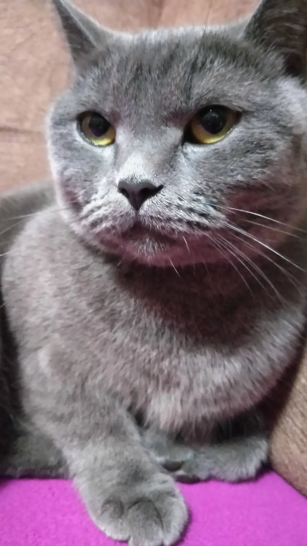 ai character: Кошка background