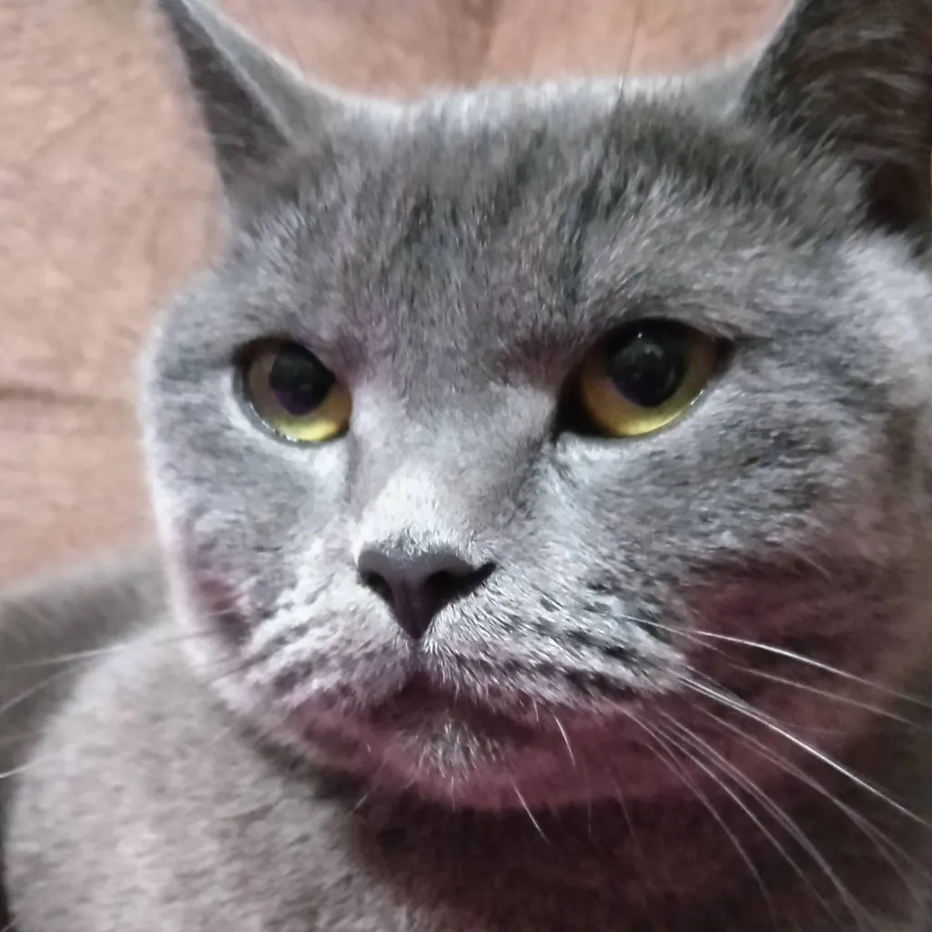 chat with ai character: Кошка