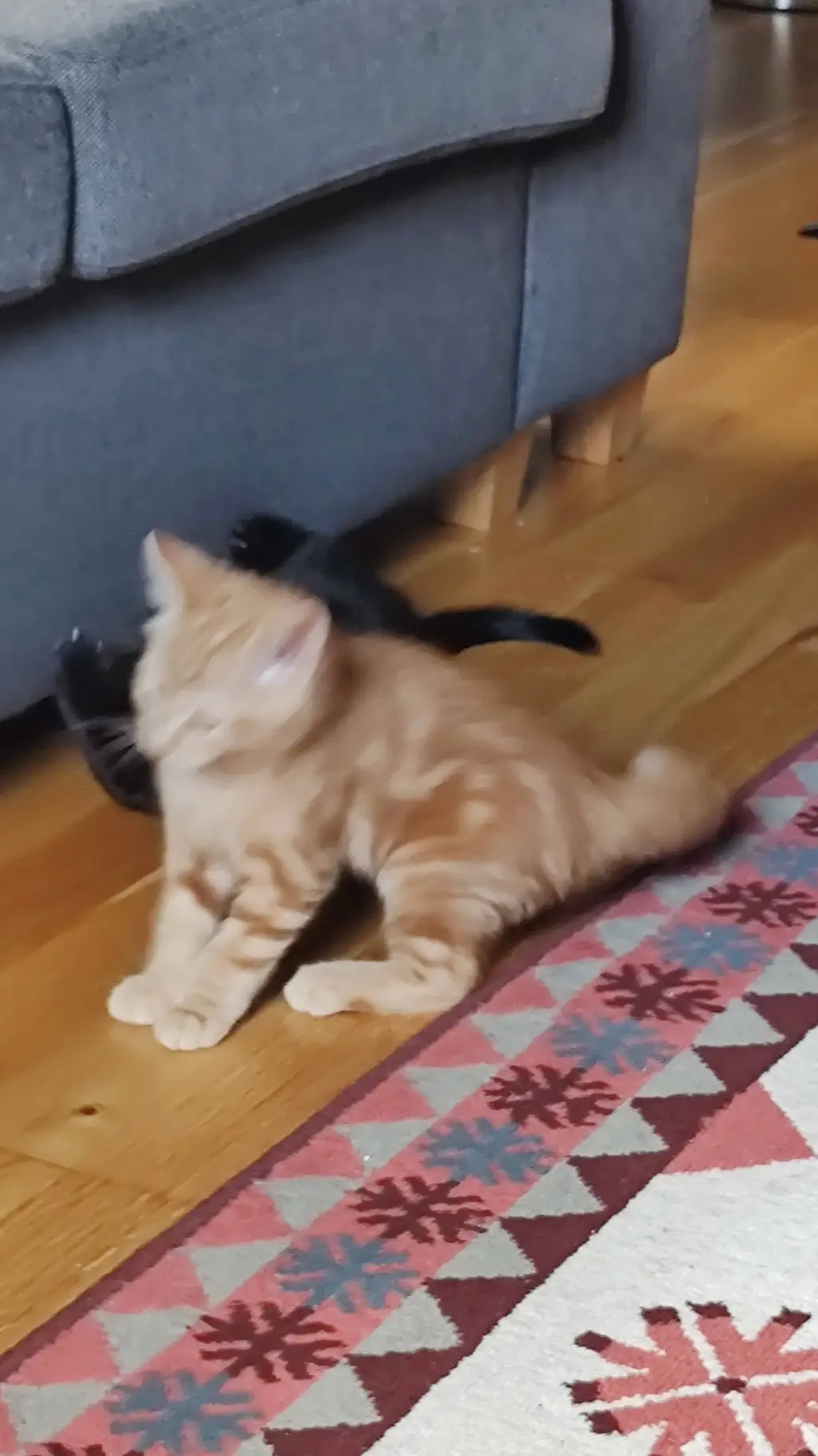 ai character: Orange kitten background