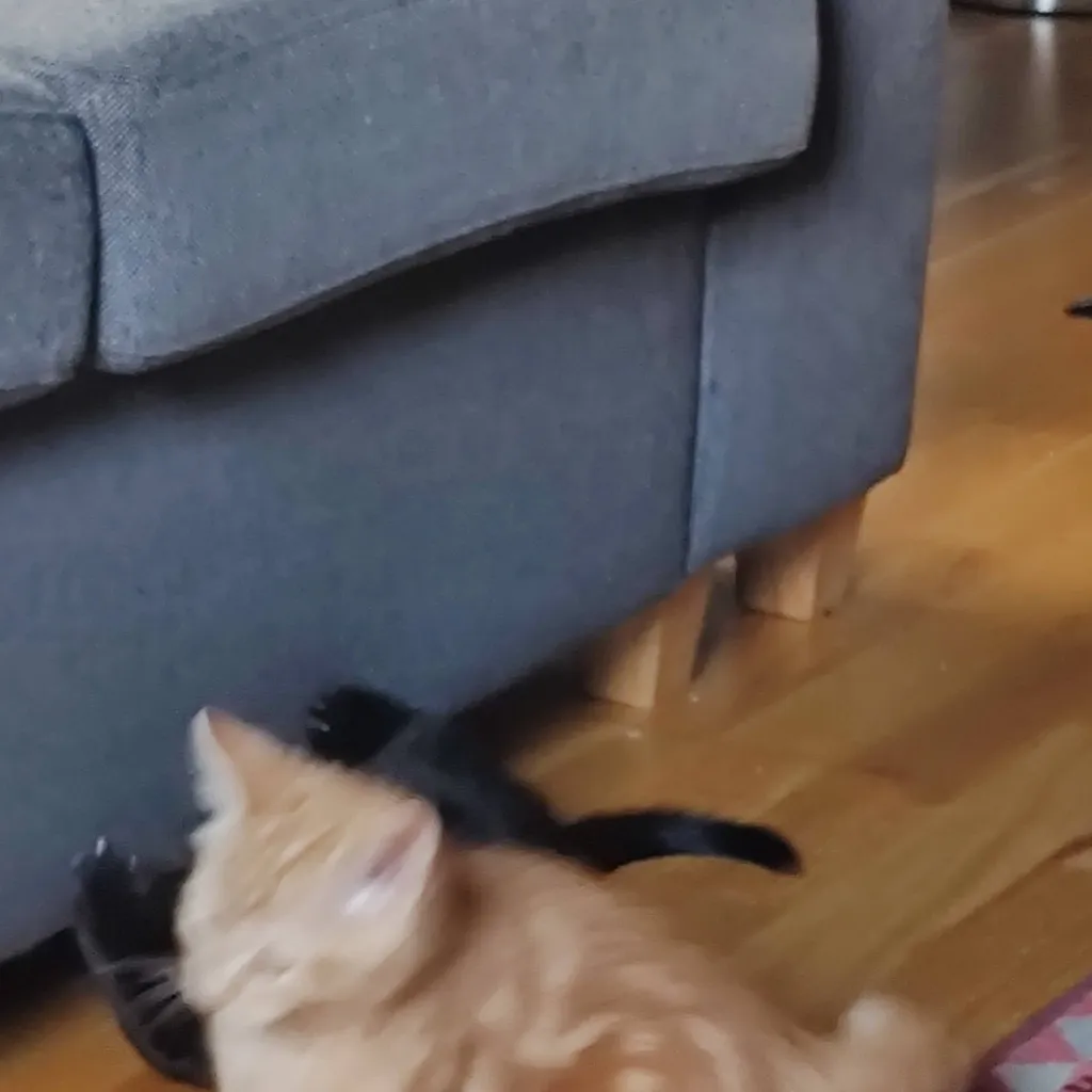 chat with ai character: Orange kitten