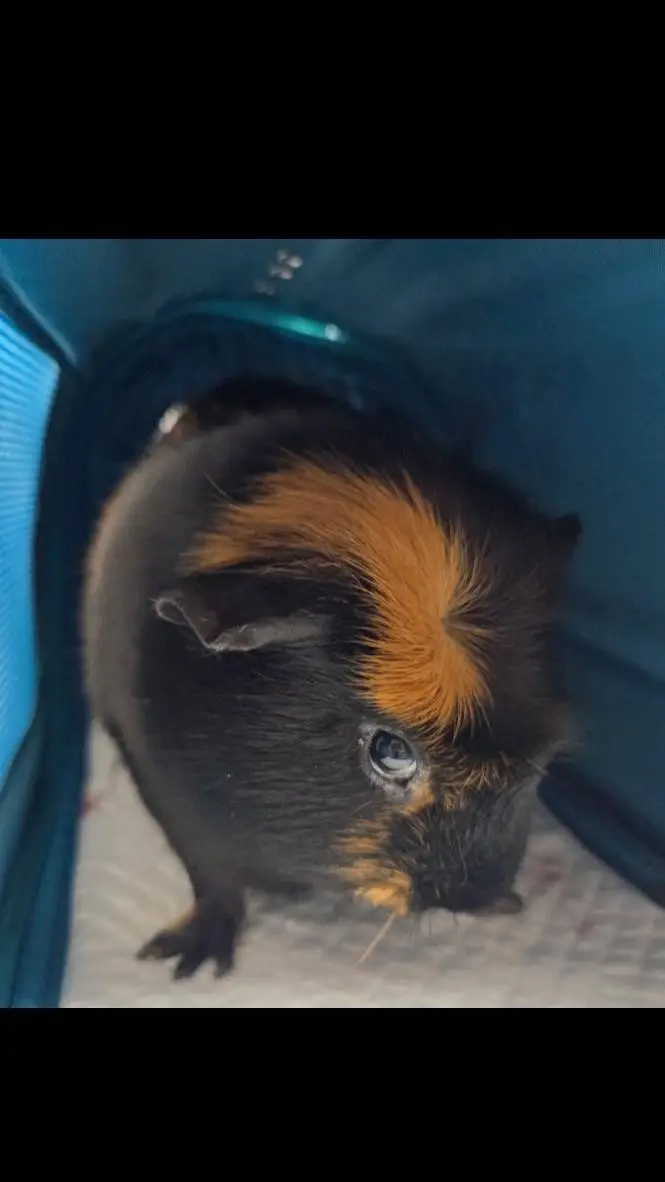 ai character: Tump The GuineaPig background