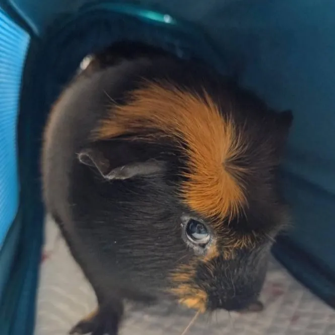 chat with ai character: Tump The GuineaPig
