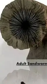 ai character: Sandy (Dune) background