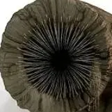 chat with ai character: Sandy (Dune)