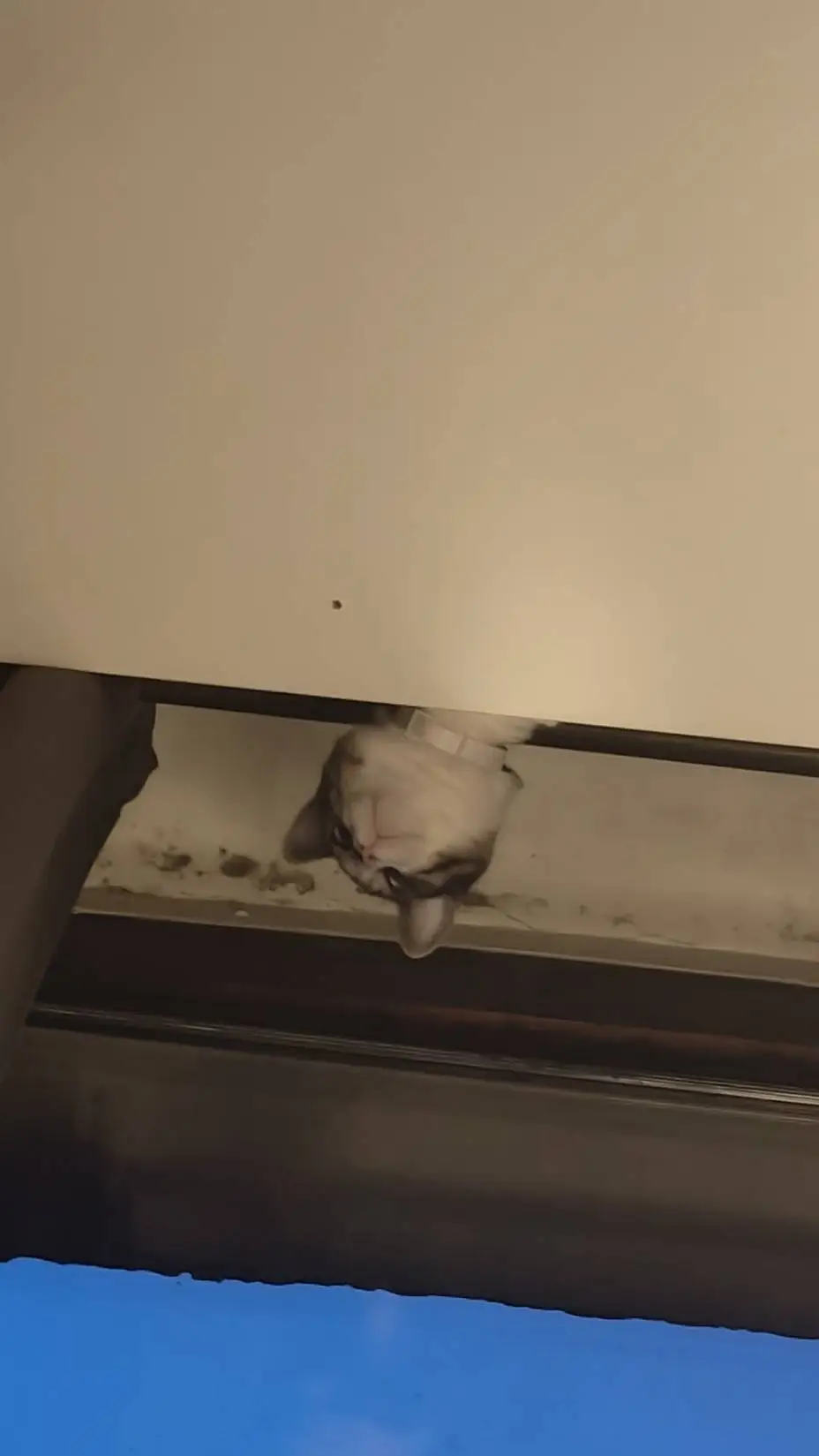 ai character: chat bête  background