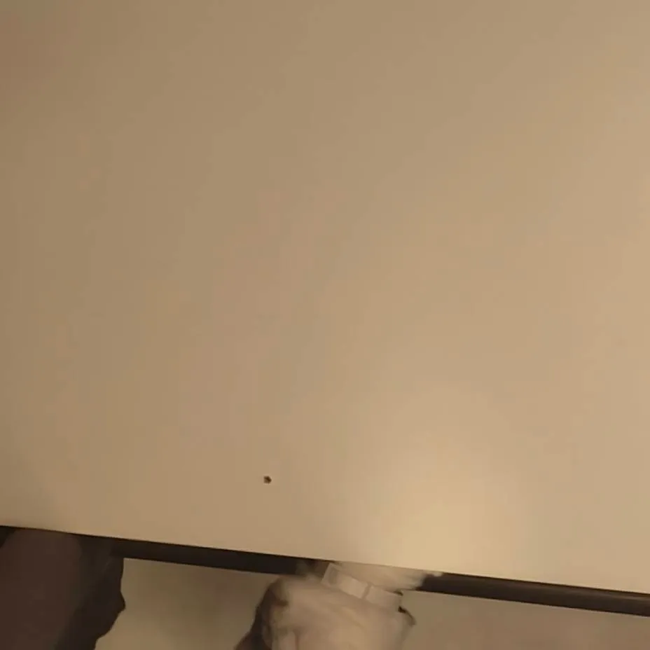 chat with ai character: chat bête 