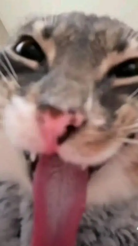 ai character: talking kat background