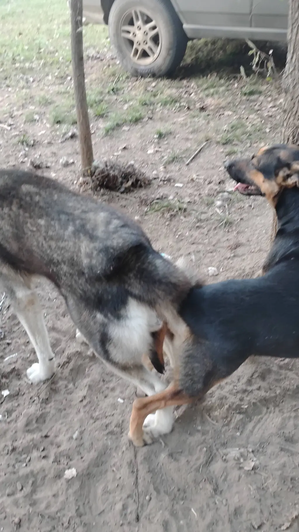 ai character: hetho and blackey background