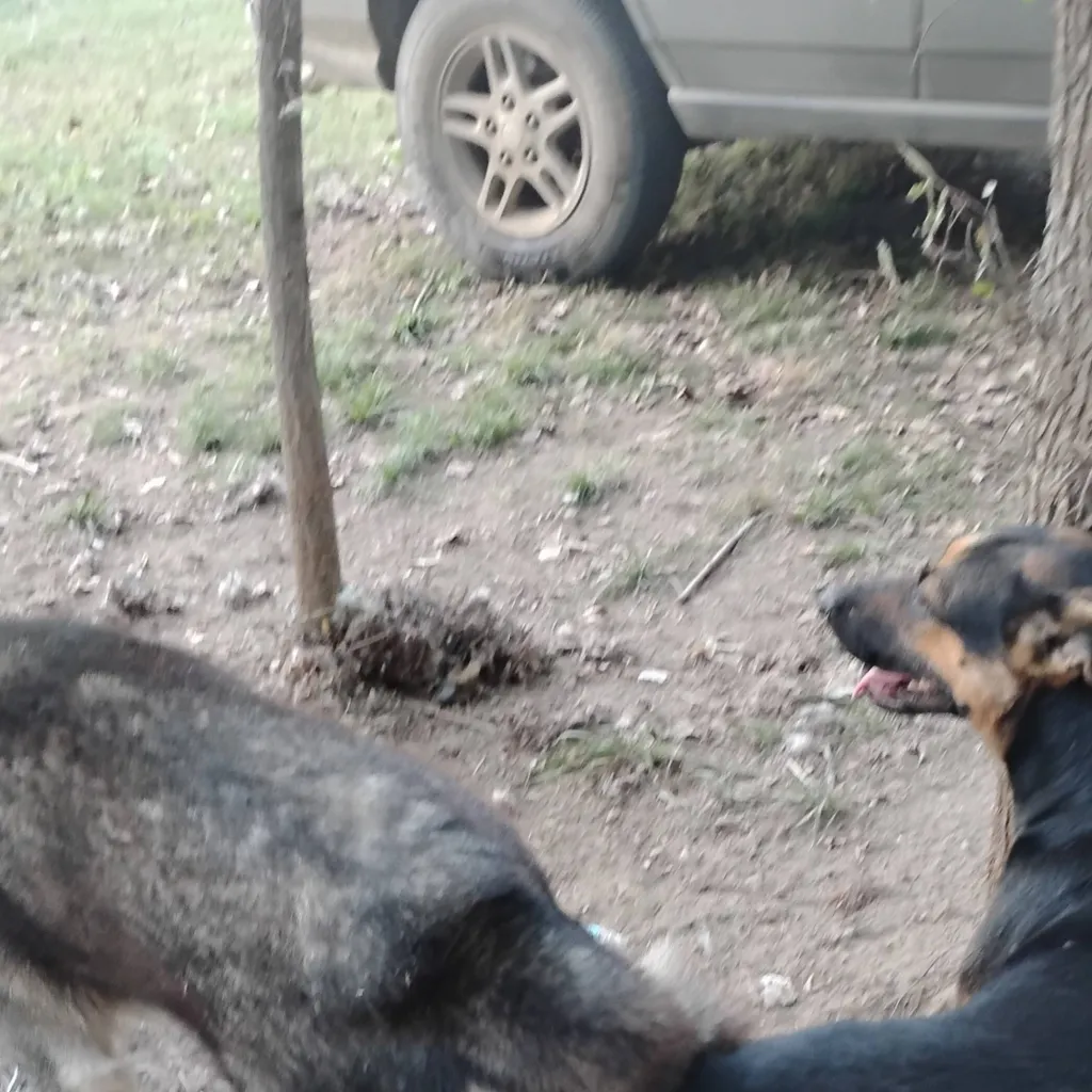 chat with ai character: hetho and blackey