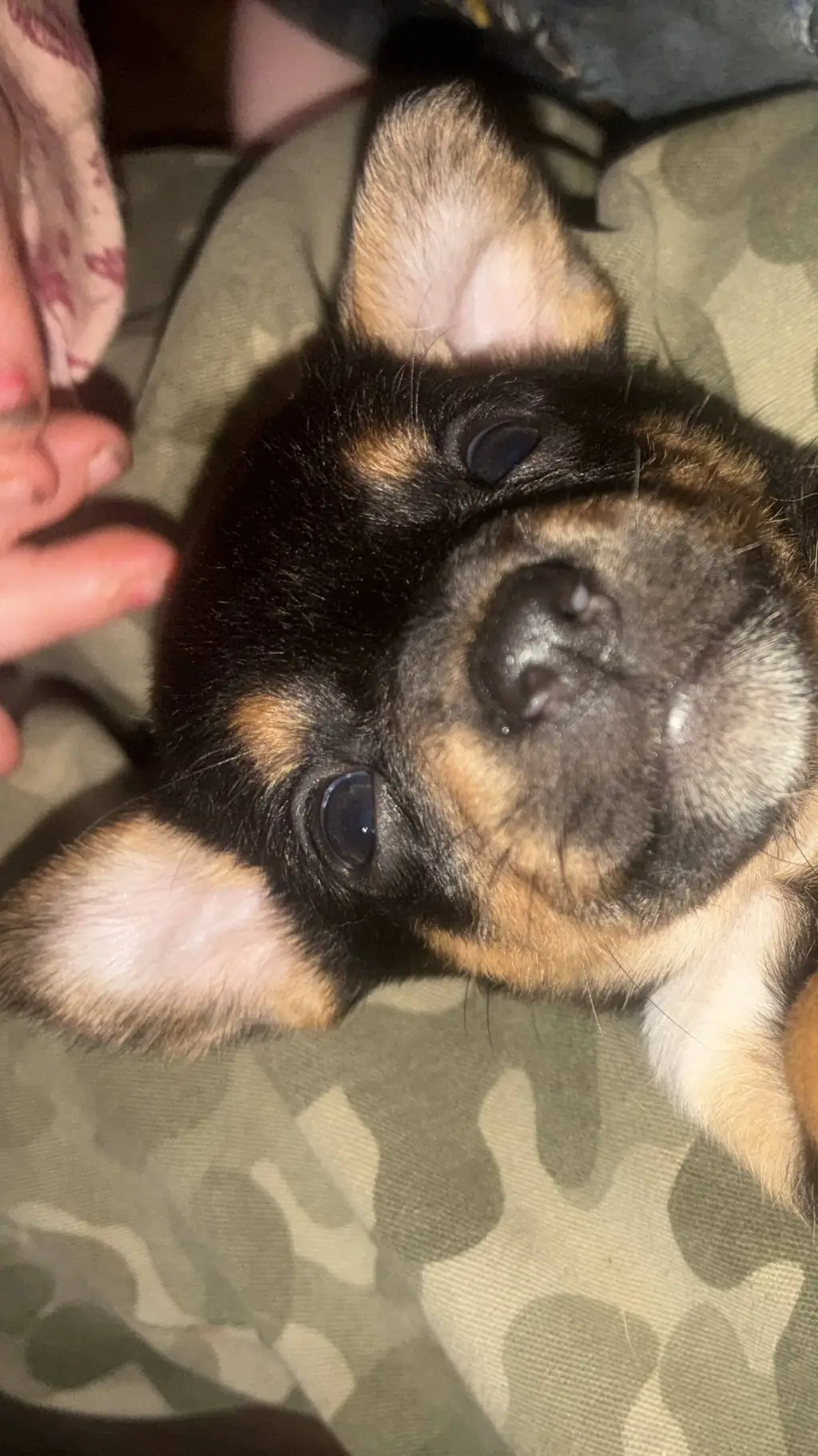 ai character: ❤️ Dakota ❤️ background