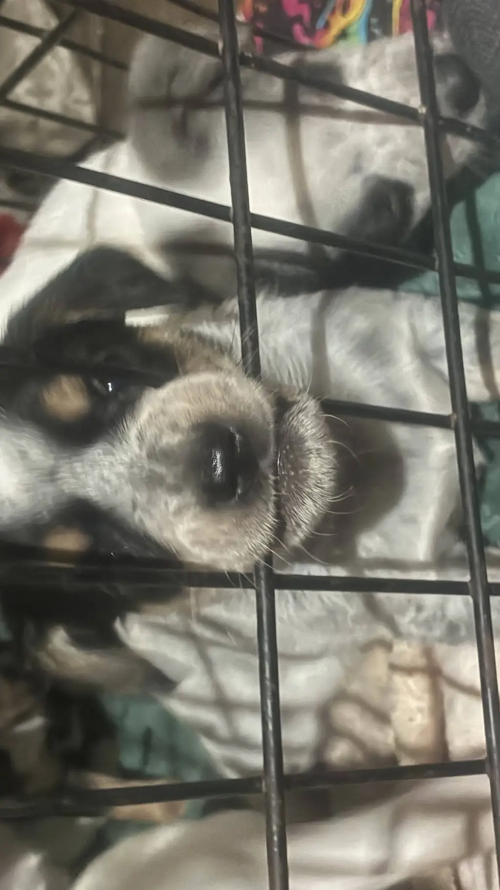 ai character: Puppy Life! background