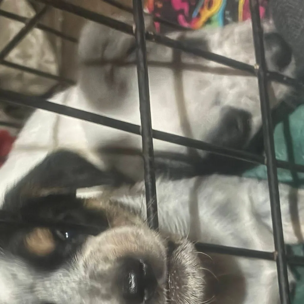 chat with ai character: Puppy Life!