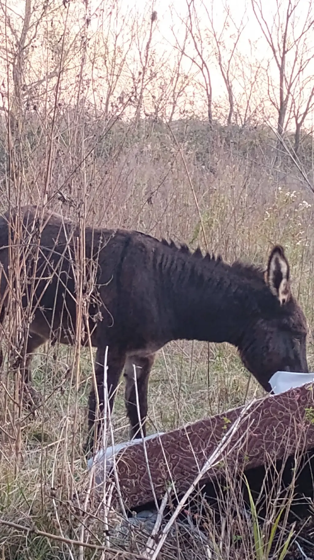 ai character: 🐴Maraduke🐴 background