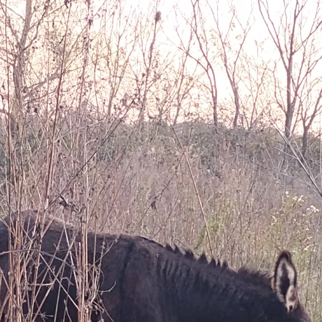 chat with ai character: 🐴Maraduke🐴